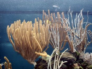 2002: Living coral in the Bermuda Aquarium's tidal tank.