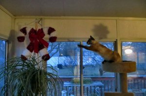 01 Audrey after candycanes