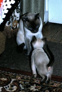 Pippin meeting Merrie