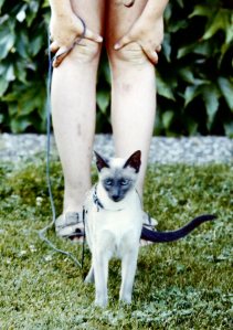 Dinah, probably scheming.